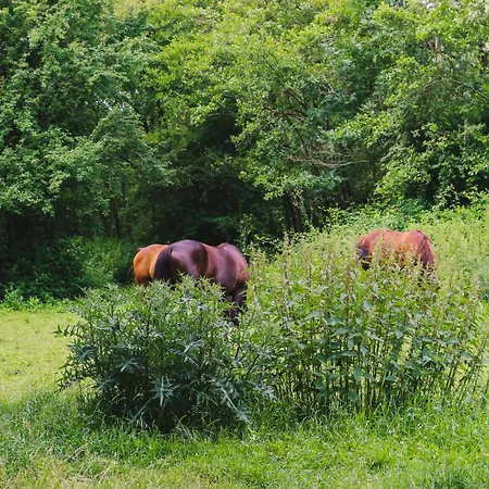 Bed & Breakfast Espace Nature Independant Proche Du Parc Des Oiseaux *